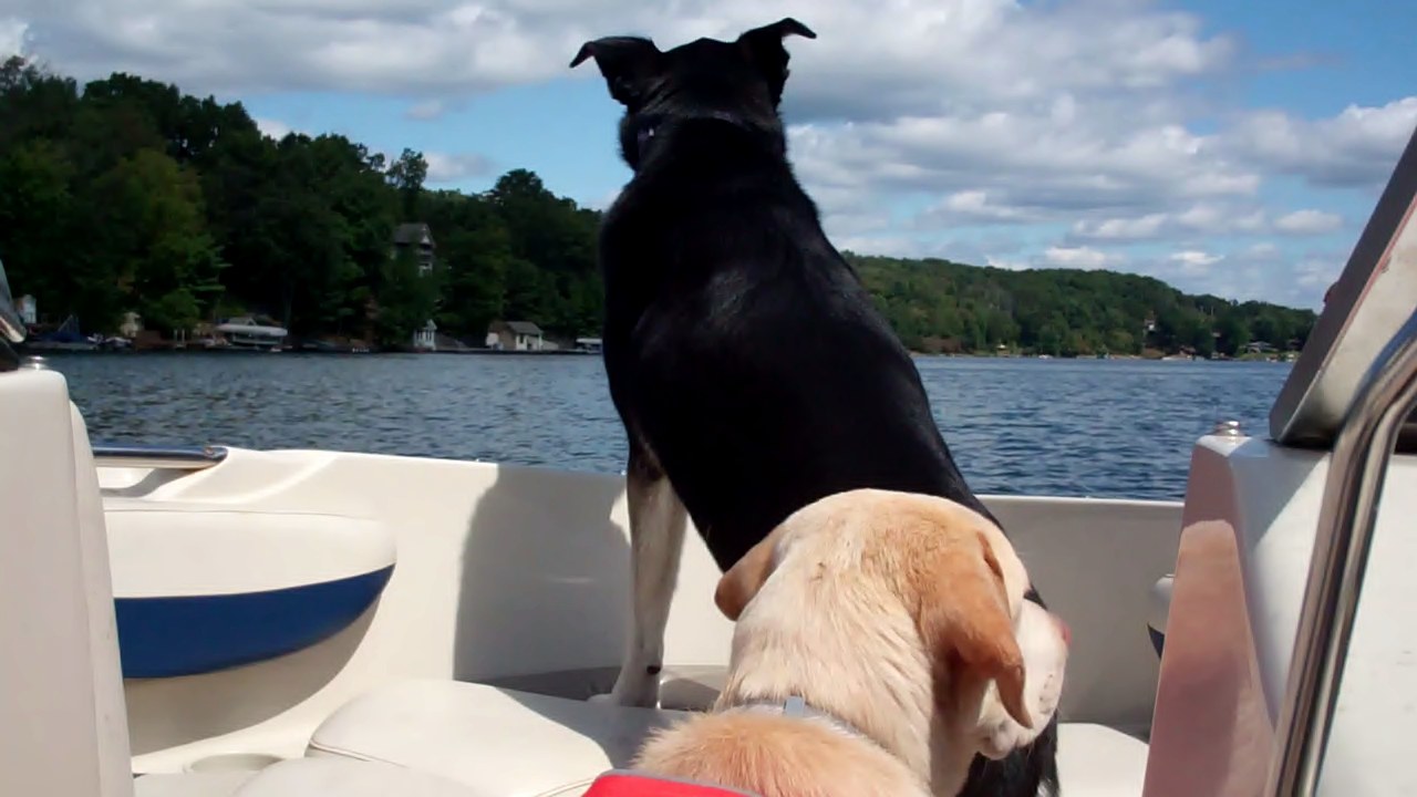 Dogs On A Boat