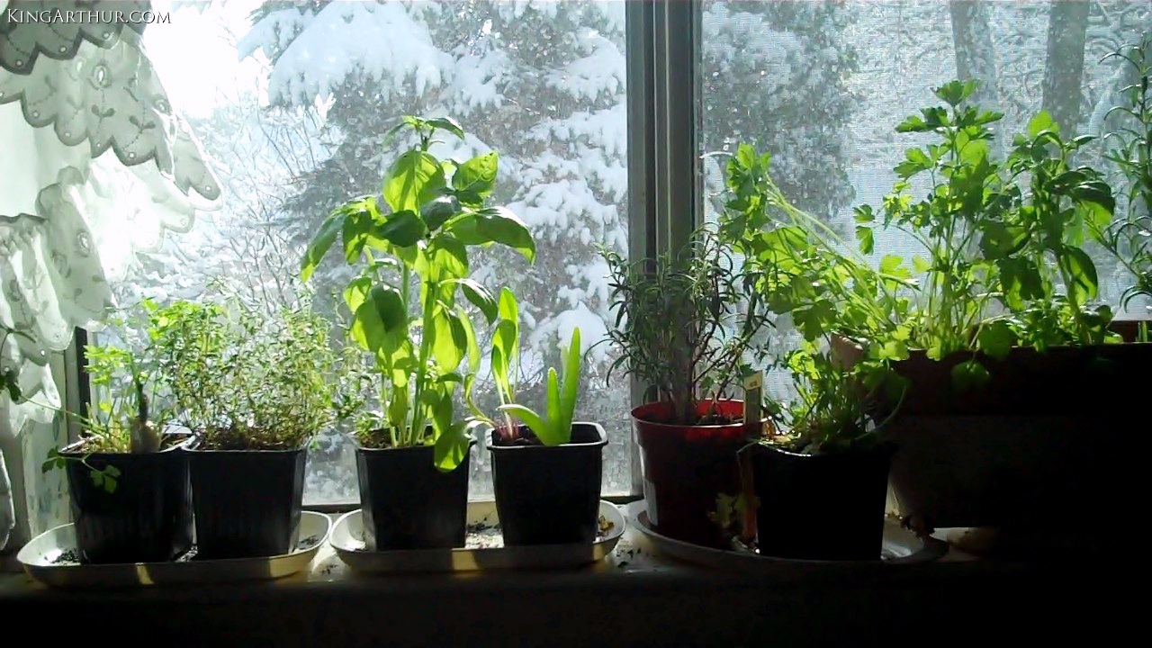 Window Sill Herb Garden