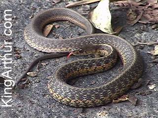 Eastern Ribbon 
Snake