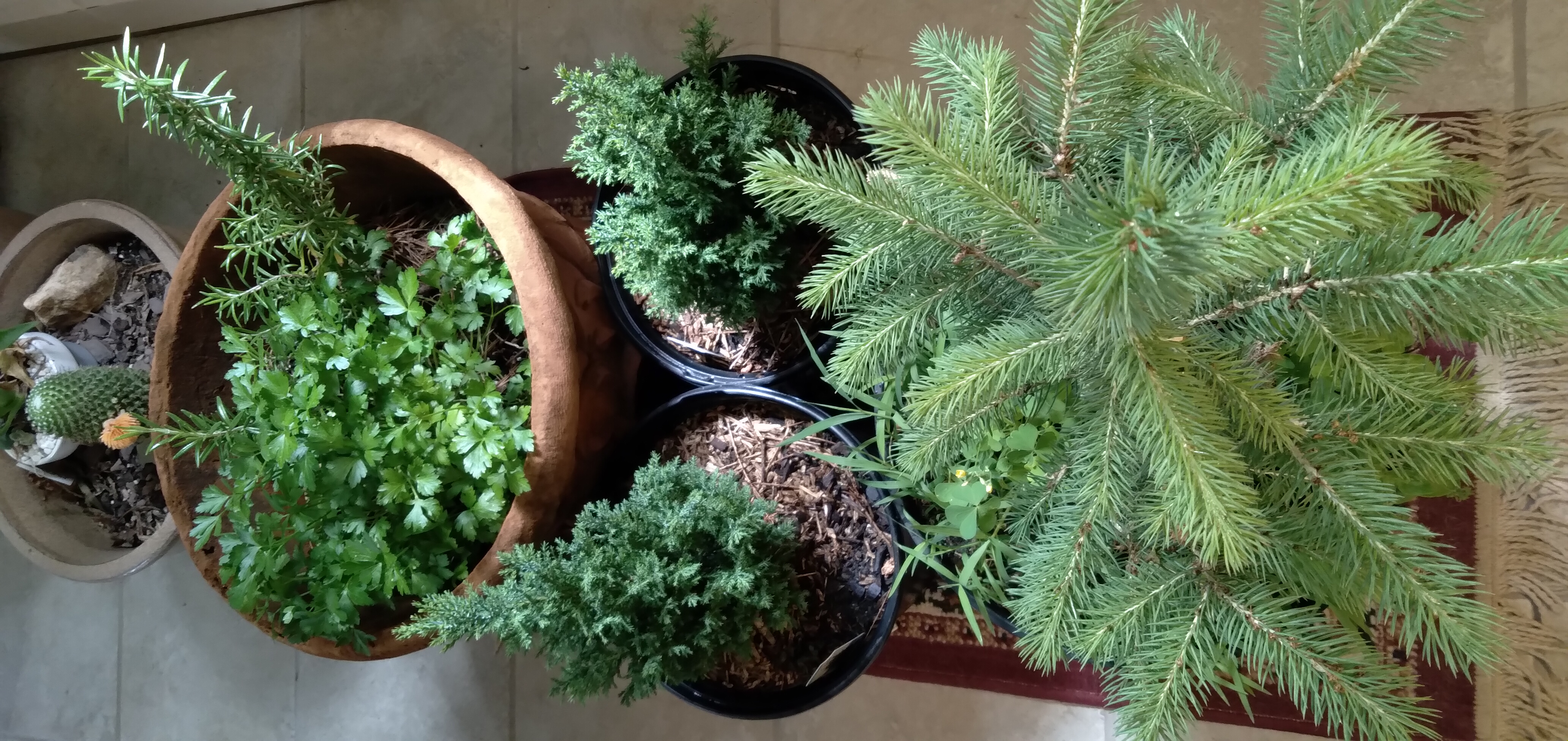 Herbs, Spruce, Aromatic Plants, and Phytoncides
