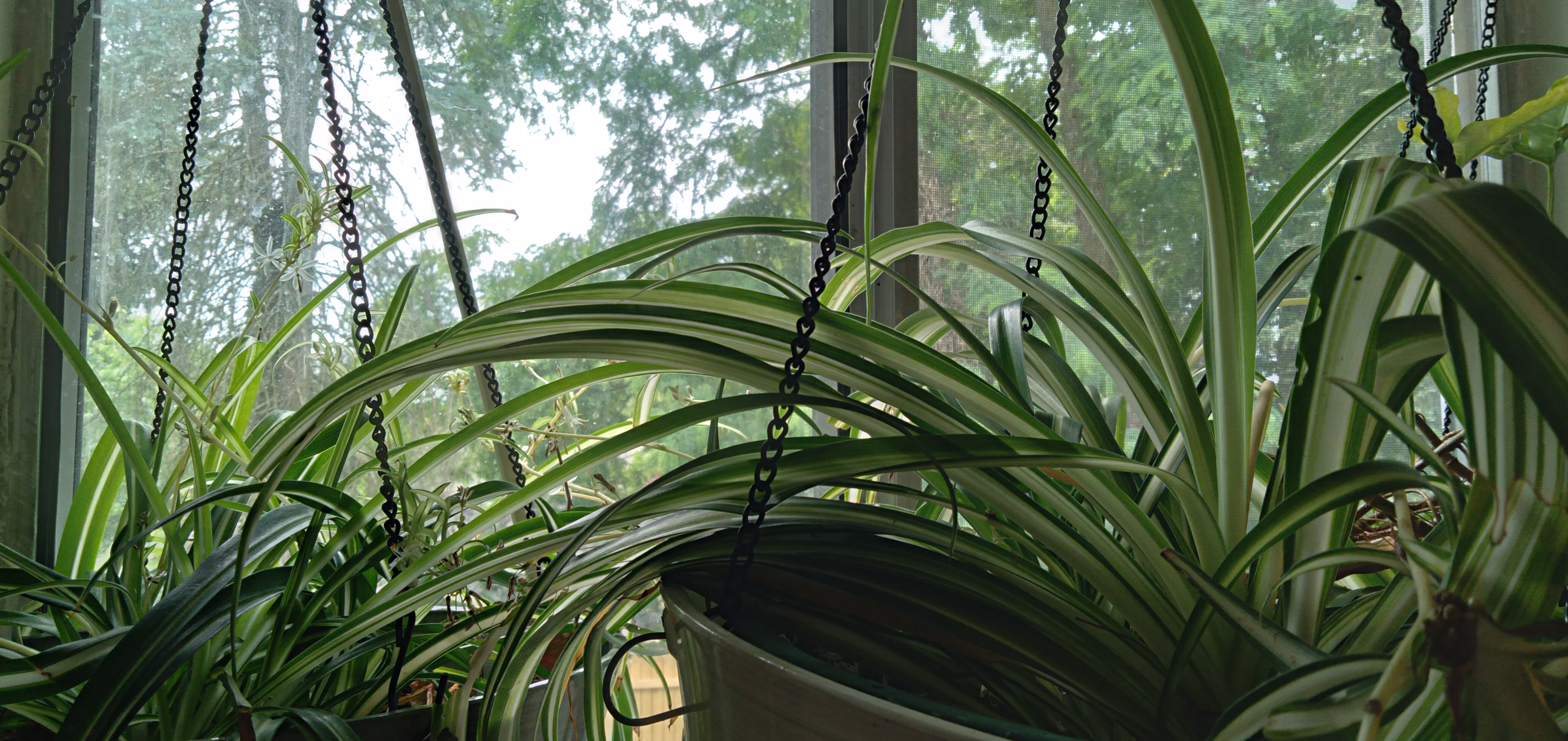 Spider Plant Air Purifiers