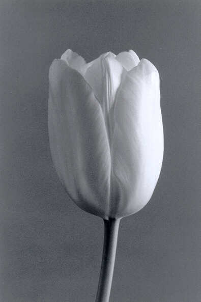 John Benigno, White Flowers, Black and White Photography, Roses, Tulips