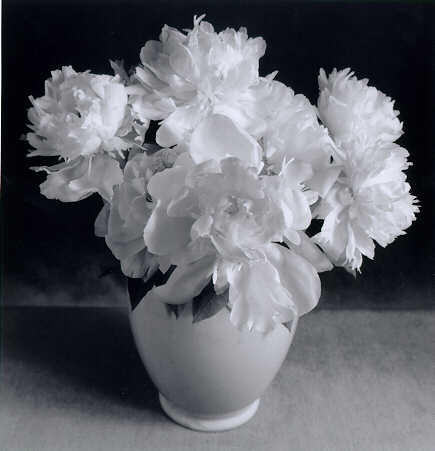 black and white flowers pictures. John Benigno, White Flowers,