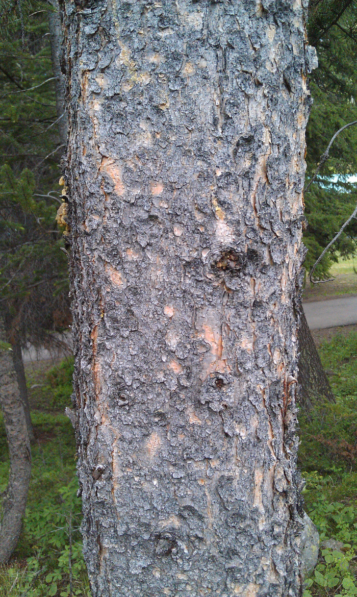 pine tree in Yellowstone Park